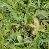 "Not too sweet" Organic Wild Blueberry Topping - Image 3