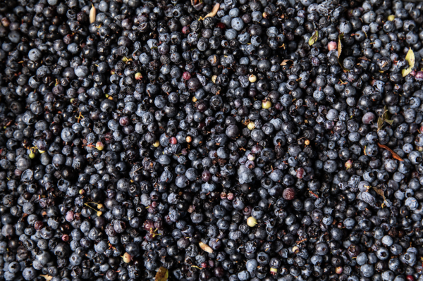"Not too sweet" Organic Wild Blueberry Topping - Image 4