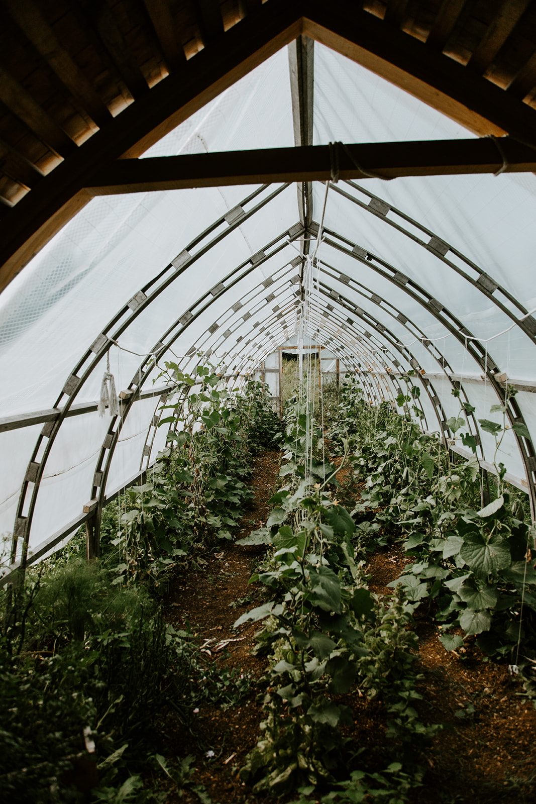 Smithereen Farm 2023 Smithereen Farm 2023