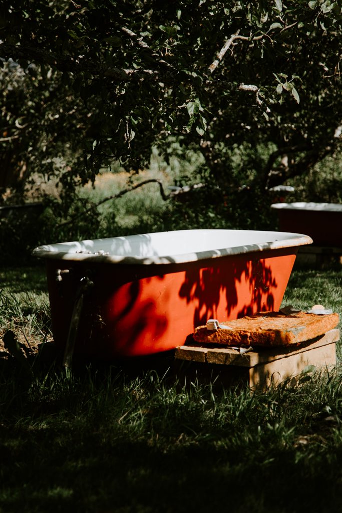 Clawfoot bathtubs in the orchard at Smithereen Farm, used during our popular SPA DAYS: seaweed soaking and relaxation. The low evening summer sunlight is peeking through the trees.