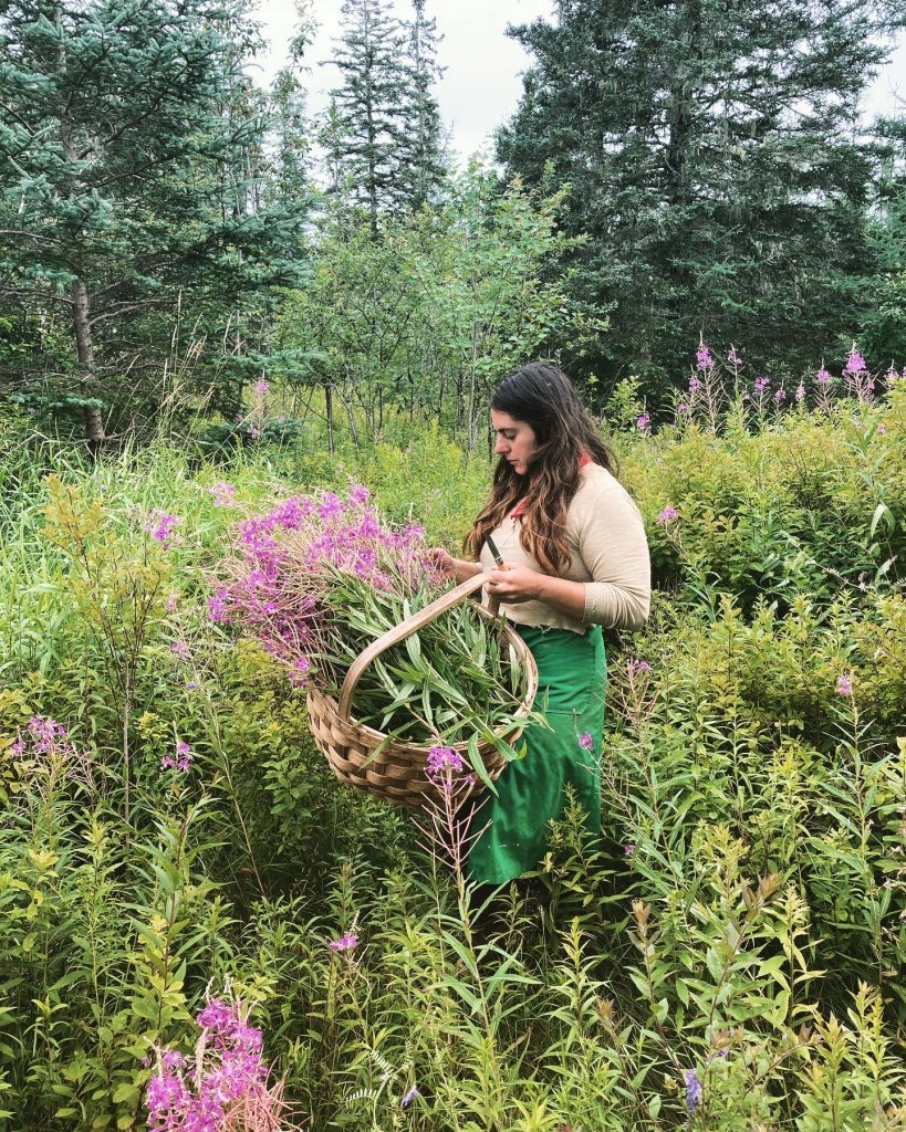 Rachel Alexandrou plant walk: edible plants of downeast maine