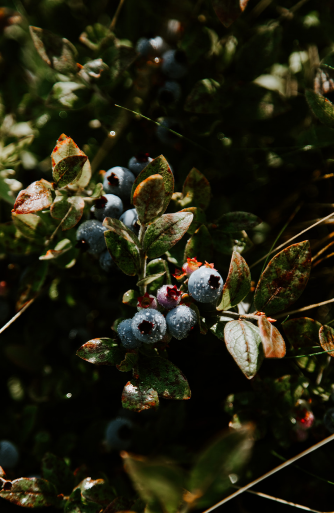 smithereen farm maine wild blueberries certified organic u-pic, photo by jenny wylde, wylde photographya